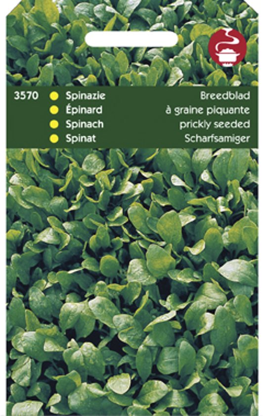 Spinach Prickly Seeded (Spinacia oleracea) 3500 seeds HT